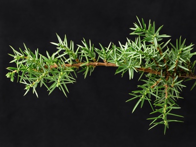 Common Juniper