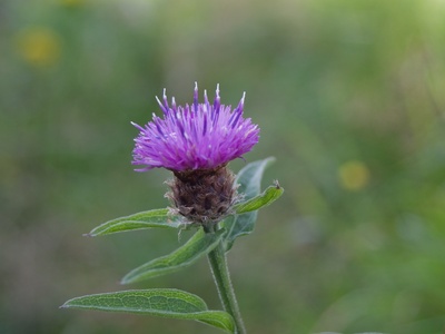 Common knapweed