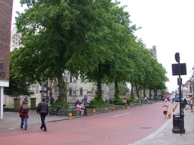 Common lime