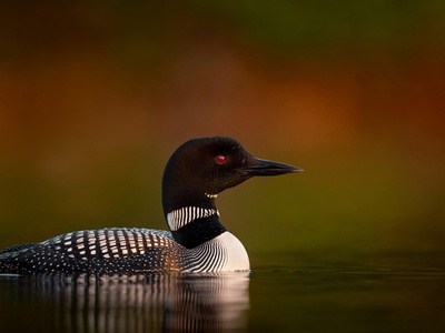 Common loon