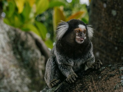 Common Marmoset