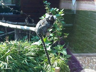 Common marmoset