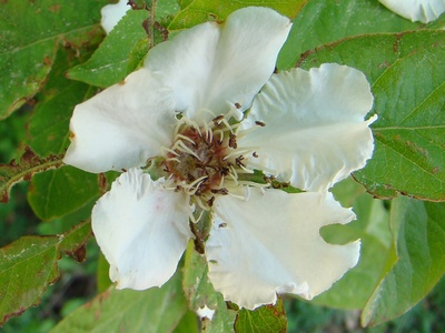 Common Medlar
