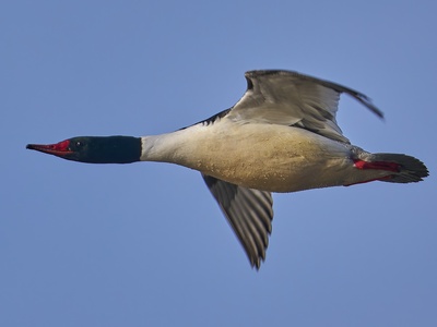 Common Merganser