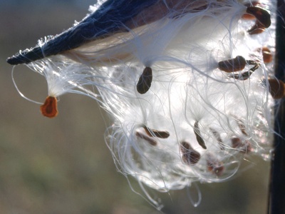 Common Milkweed