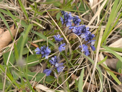 Common milkwort