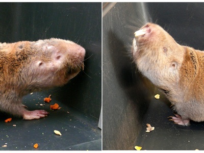Common Mole-rat