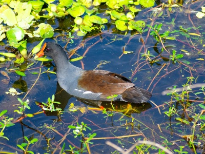 Common Moorhen