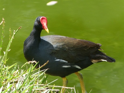 Common Moorhen