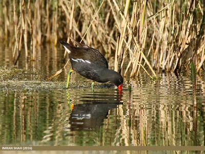 Common Moorhen