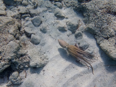 Common Octopus