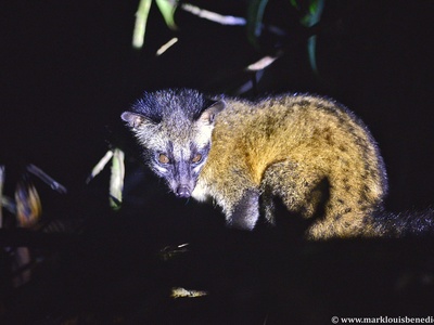 Common Palm Civet