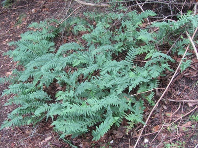 Common Polypody