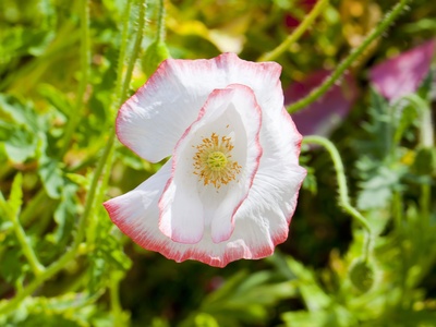 Common poppy