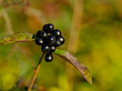 Common Privet