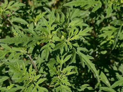 Common Ragweed