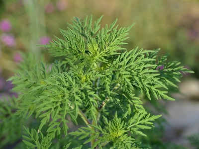 Common Ragweed