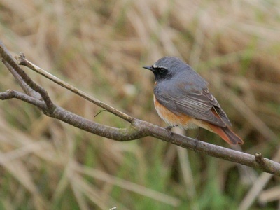 Common Redstart