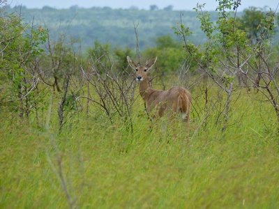Common reedbuck