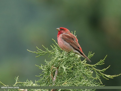Common Rosefinch