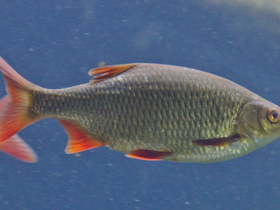 Common Rudd
