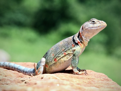 Common Sand Lizard