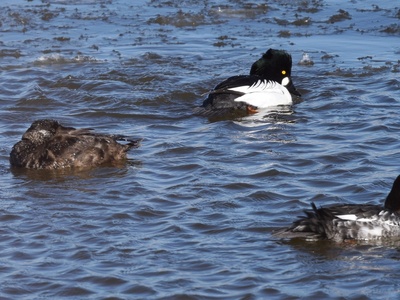 Common Scoter