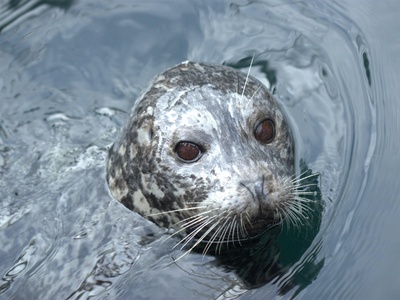 Common Seal