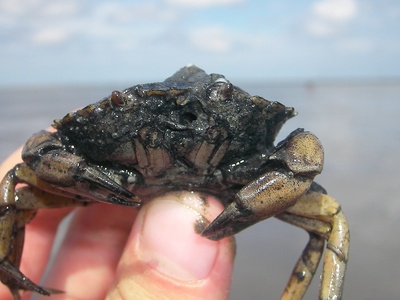 Common shore crab