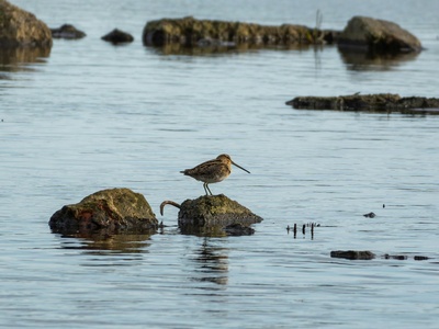 Common Snipe