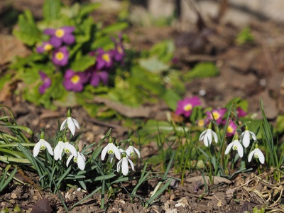 Common Snowdrop