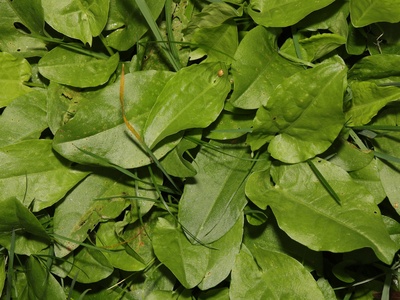 Common sorrel