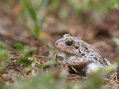 Common Spadefoot