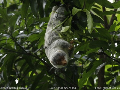Common Spotted Cuscus