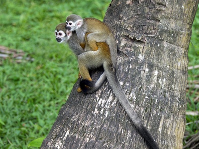 Common squirrel monkey