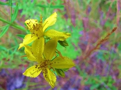 Common St. John's Wort
