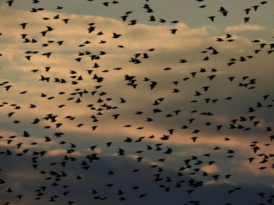 Common Starling