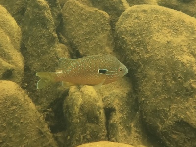 Common Sunfish (Pumpkinseed)
