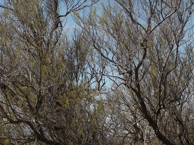 Common Tamarisk