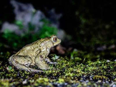 Common toad