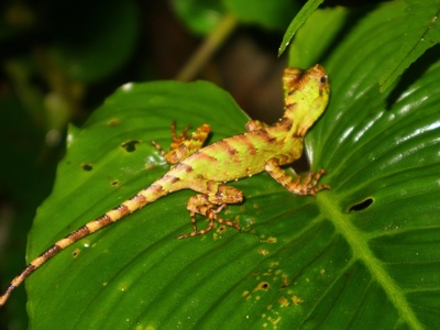 Common Tropical House Gecko