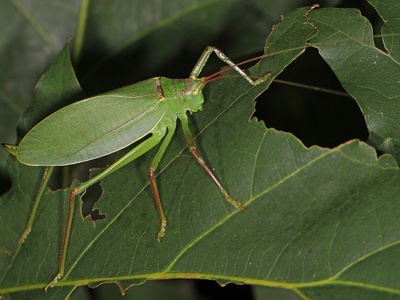 Common True Katydid