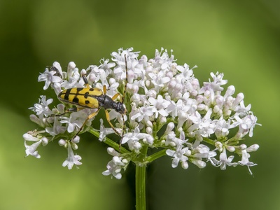 Common Valerian