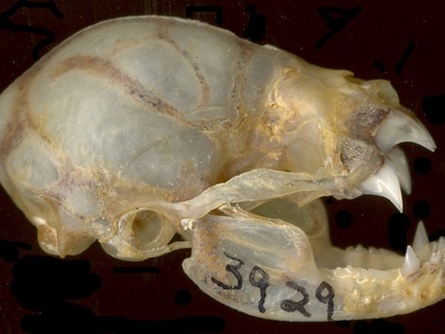 Common Vampire Bat