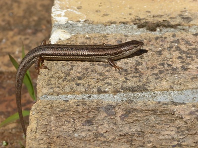 Common Variable Skink