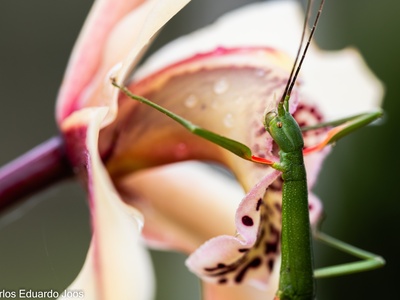 Common Walkingstick