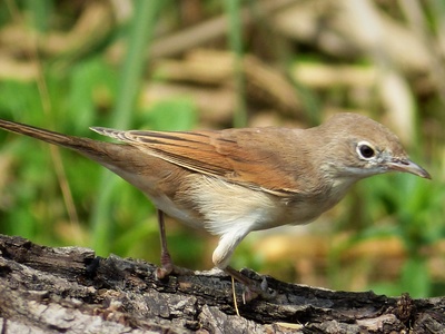 Common Whitethroat