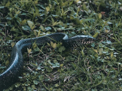 Common Wolf Snake