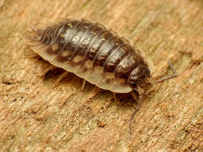 Common woodlouse