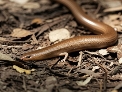 Common Writhing Skink